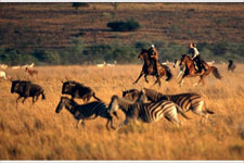 South Africa-Waterberg-Dinaka Riding Safari